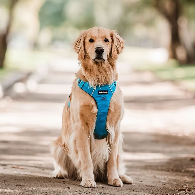 PETLOUNGE ARNES OUTDOOR CELESTE XL - Imagen 2